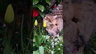 The Cat in the spring garden🌷#shorts #mainecoon #funnycats #flowers #katzen