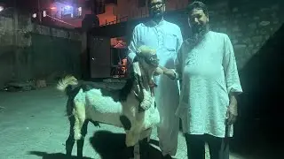 For the first time in India, we are introducing microchipping for long-ear goats, in bangalore