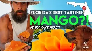 Best Mango for Florida Food Forest? 🥭 Big vs Small Varieties Taste Test w/ My Dog | Bring Back Eden 