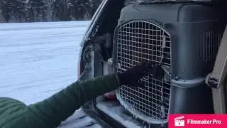 Canadian Eskimo Dogs: Episode 1