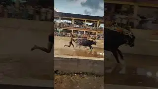 Kambala #kambala #trending #karnataka  #mangalore #south #village #race