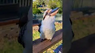 Laughing bird Australian Cucubora #rehmanscience #facts