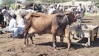 Cow mandi | mandi mein ala nasal ki gaye | cow milking