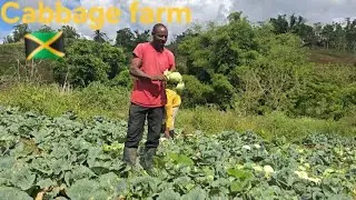 SPEND MY DAY ON THE CABBAGE FARM COUNTRY LIFE JAMAICA .