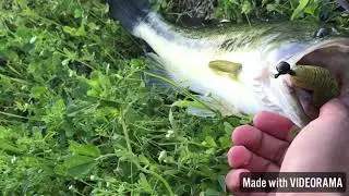 SIMPLE BAITS CATCH SIMPLE FISH!!