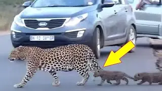 Mama leopard brings traffic to a halt as she teaches cubs to cross the road