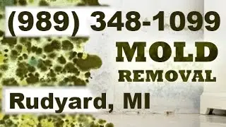 Mold Removal Rudyard MI (989) 348-1099 | Mold Remediation Rudyard Michigan