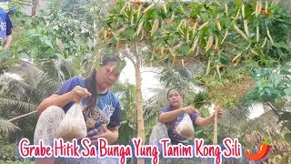 IBA TALAGA PAG MAY TANIM SA BAKURAN, HINDI NA KAILANGAN BUMILI 🌶️🏡 | Daising Vlog