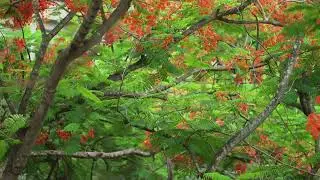 When It Rains on Campus | Pure Monsoon Bliss at Nazrul University  | Monsoon Magic in Bangladesh