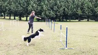 Training Tricky Weave Entries | Dog Agility with Amo