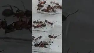 Raptiformica sanguinea | Antbaron  | #ameisenhaltung #ants