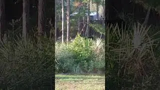 Close Encounter with Bears in a Backyard