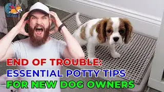 End of trouble: Essential Potty Tips for New Dog Owners - Ani Training - Global Dog Training