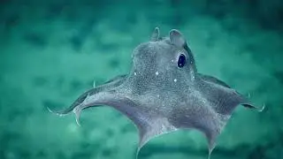Weird creatures #Science #Weird #Nature