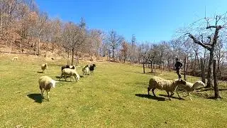 Il Cane da Guardiania nel Parco: azienda agricola Il Casone di Boschi Cosimo