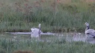 Горный гусь | Bar-headed Goose | Anser indicus Колпица Черный аист