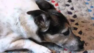 nosetwitch.wmv