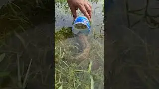 How to catch the shoal fish by the bottle from beel. #fishing #fish #bottle