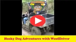 Dog Videos | Adventures with Husky Dog Free Ranging Extreme | EVing with the WooFDriver