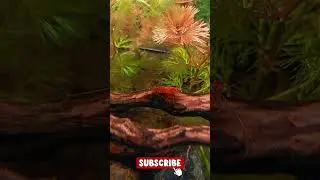 🌊 Aquarium Videos for Relaxation | Calming Fish, Shrimp & Water Sounds