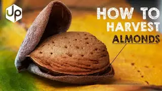 How To Harvest Almonds?