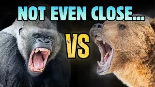 Silverback Gorilla VS Grizzly Bear &mdash; Ending This Debate
