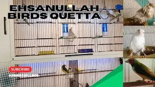 Ehsanullah Birds Quetta || Birds Mutations || Canary Birds || Java Finch || Goldian Finche