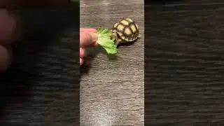 Cute Baby Tortoise Eating #babytortoise