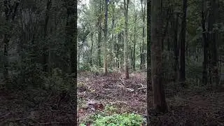 Rainy Forest Ambience | Relaxing Nature Sounds (ASMR 50s)