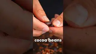 Roasting Raw Cacao Beans Taste Test #shorts