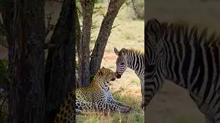 baby zebra and leopard 🐆 #wildlife #animals #africa #lion #animalworld #natureanimals #shorts