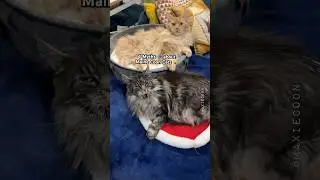 4 Myths about Maine Coon cats 🐱 #catfacts #mainecoon #learnonyoutube