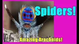 Spiders! Amazing Arachnids