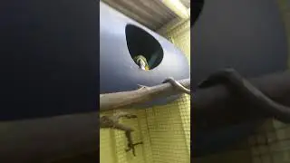 Checking the macaw nestbox to see if we have chicks