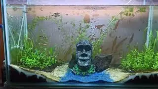 Aquatic Lake Of Live Plant