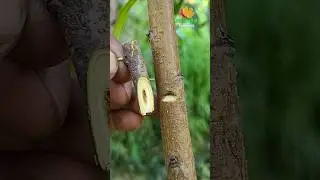 Peach Tree Grafting in Summer: Expert Techniques for Success #yardusa #grafting