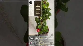 Vivo T4 Ultra filter check in Different Lighting Condition 🔥#shortsfeed #cameratest #viral #filter