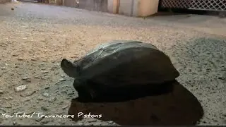 Travancore Tortoise spotted in Chakkai Trivandrum