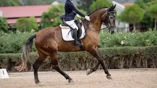 Stunning PRE Mare with Competition Experience | Non-Marish & Priced to Sell | 5yo | 167cm 