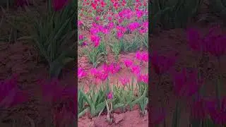 Spring Gladiators | Canada Special | Tulip Picking #canada #tulip #fenwick #ontario #beautiful