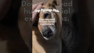 Can Dogs Sense Human Emotions?