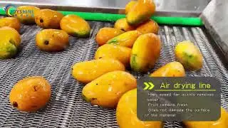 Mango washing and drying production line | Joyshine Machinery