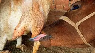 Breastfeeding Feeding Goat Milk - Calf Drinking Milk New Video 🐐🐂