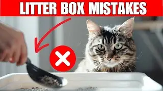 13 mistakes you should NEVER make with your cat&rsquo;s litter box