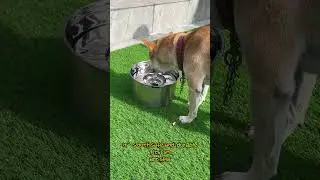 Looking for an Easy-to-Clean Water Bowl for Your Dog?