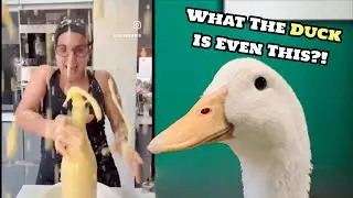 Funny Duck Videos (what the duck?)