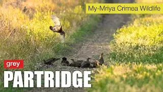 Куропатки чудят. Забавное поведение серых куропаток.
