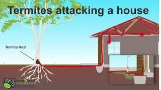 A sizable termite nest can be seen within a fallen tree, exposed after the cyclone