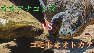 【最強対決】オオアナコンダVSコモドオオトカゲ‼