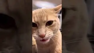 1.5 minutes of meows from Mr. Waffles! #cats #pets